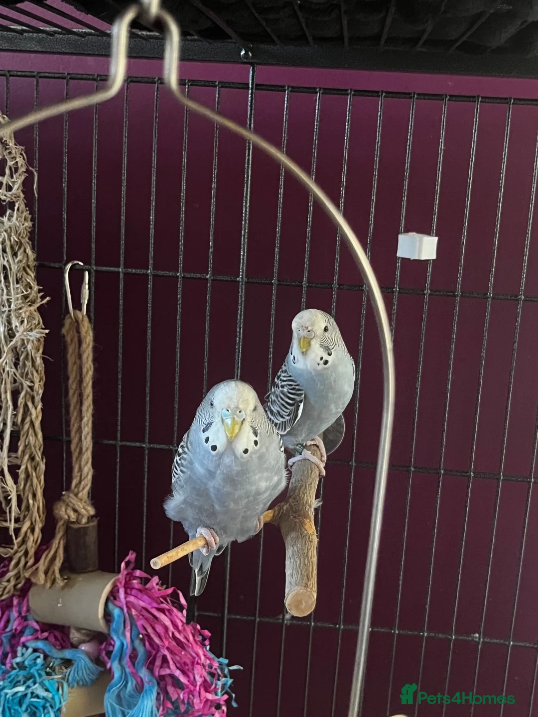 Budgerigars birds for sale: two budgies  - Advert 2