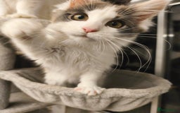 Maine Coon cats for sale: GCCF registered Maine Coon - Image 1