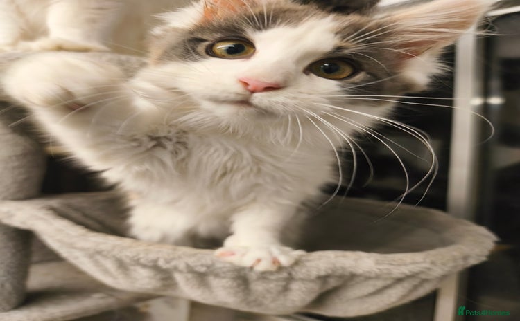 Maine Coon cats - Advert 6