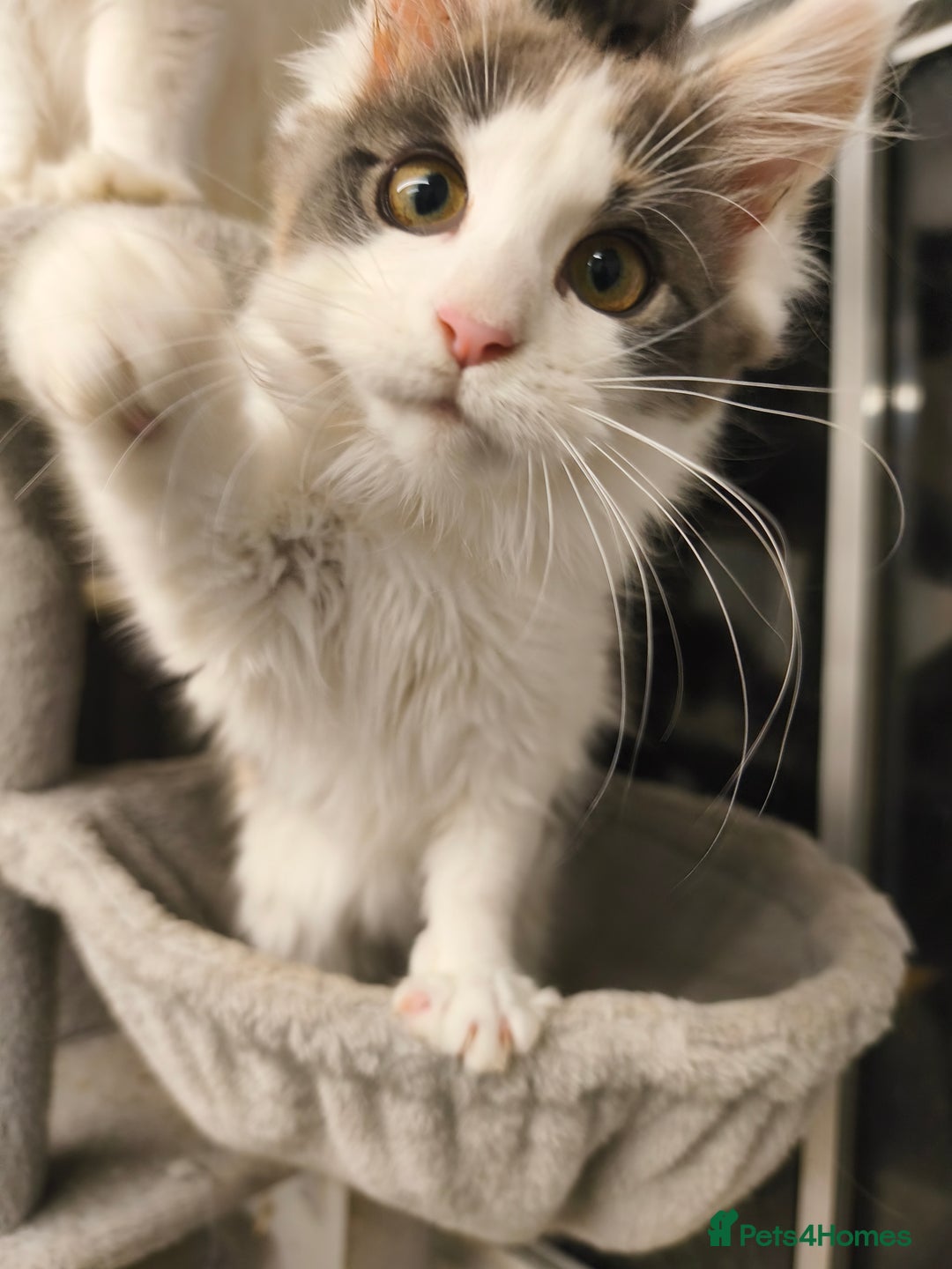 Maine Coon cats for sale: GCCF registered Maine Coon - Image 1