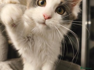 Maine Coon cats - Advert 1