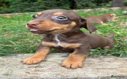 Mixed Breed dogs for sale: Mini Jack Russell X daxijack - Image 7
