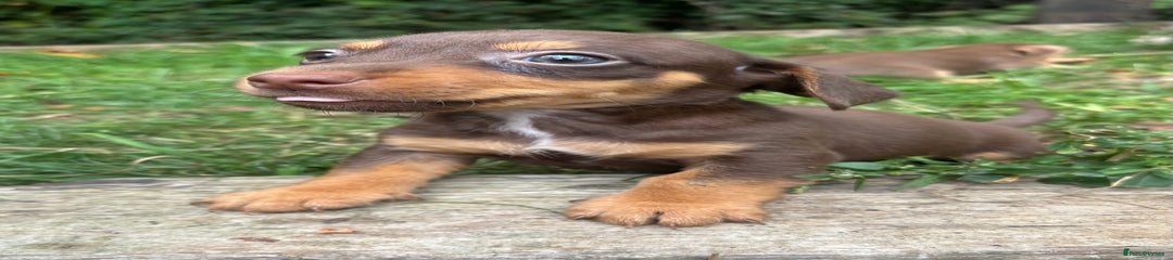 Puppy 4