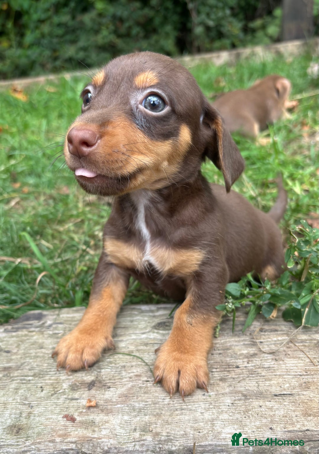 Mixed Breed dogs for sale: Mini Jack Russell X daxijack - Image 7