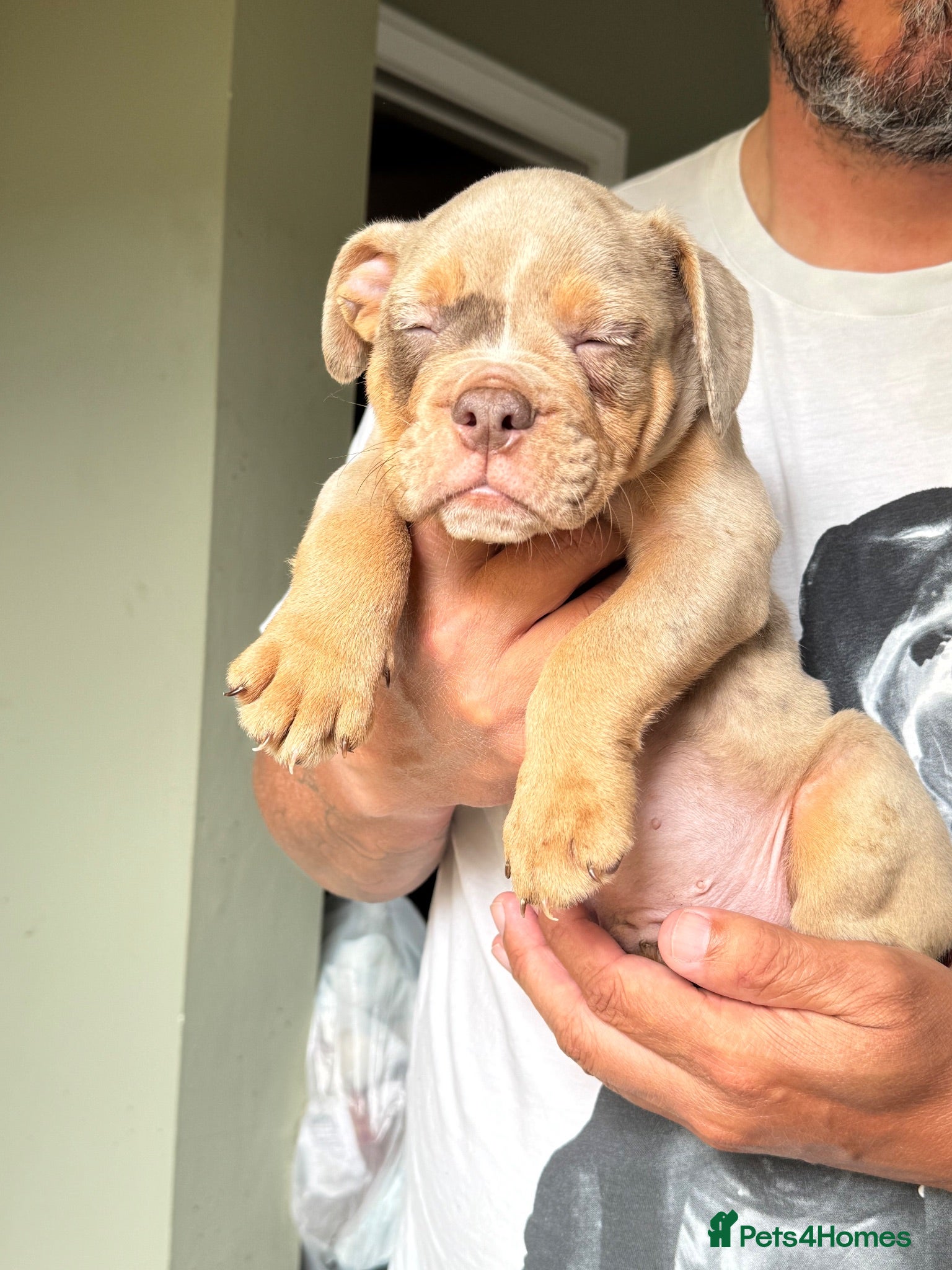 English Bulldog dogs Ready to leave next weekend !!! - Advert 2