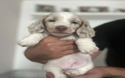 Miniature Dachshund dogs for sale: Beautiful Long-Haired Miniature Dachshund Puppies! - Image 8