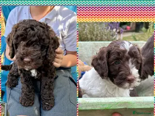 Mixed Breed dogs Double Doodles/Sproodle x Cockapoo - Advert 13