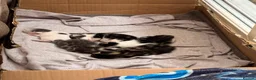 Mixed Breed cats for sale: 4 kittens are up for sale  in Milton Keynes - Advert 8