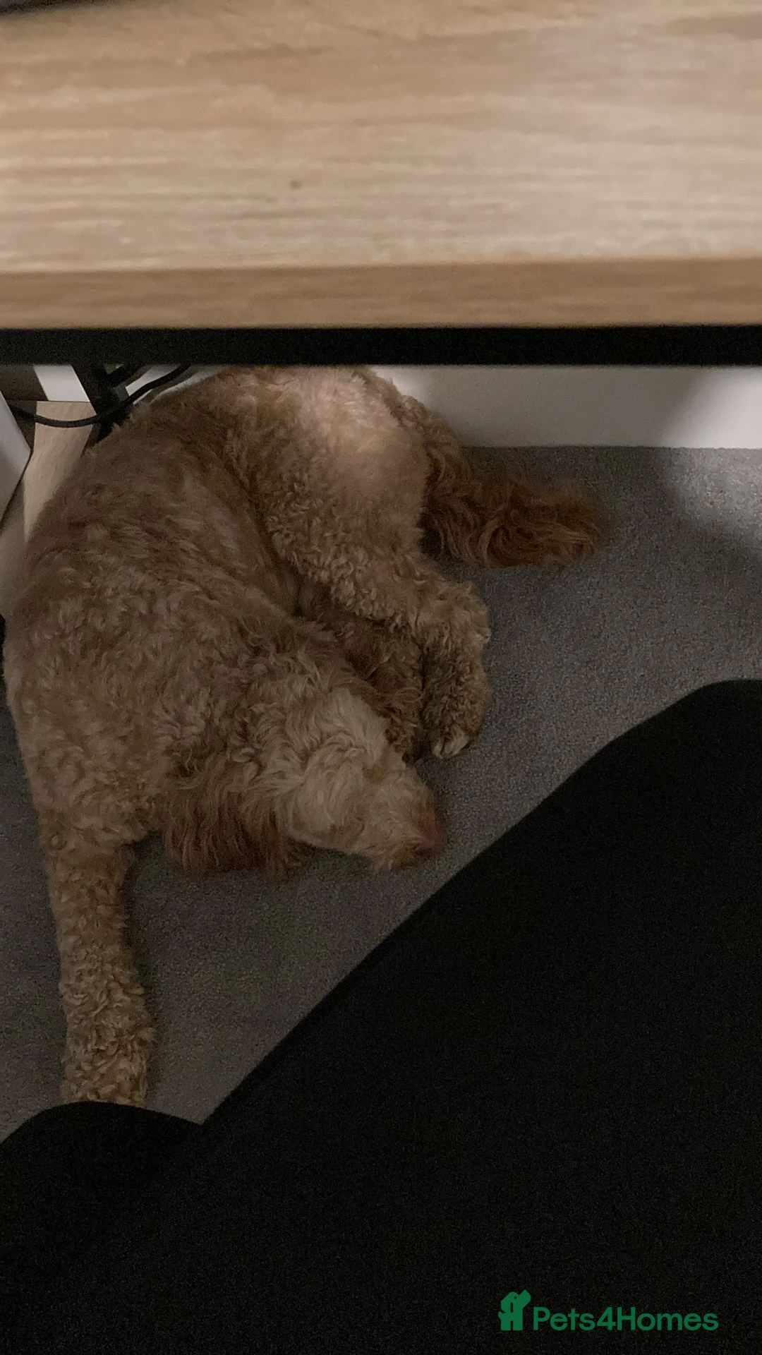 Cockapoo dogs for sale: 4 years old male cockapoo  in Reading - Advert 5