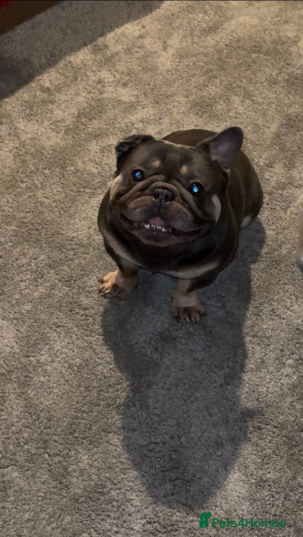 French Bulldog dogs Pure Pedigree Grey and Tan French bulldog  - Advert 12