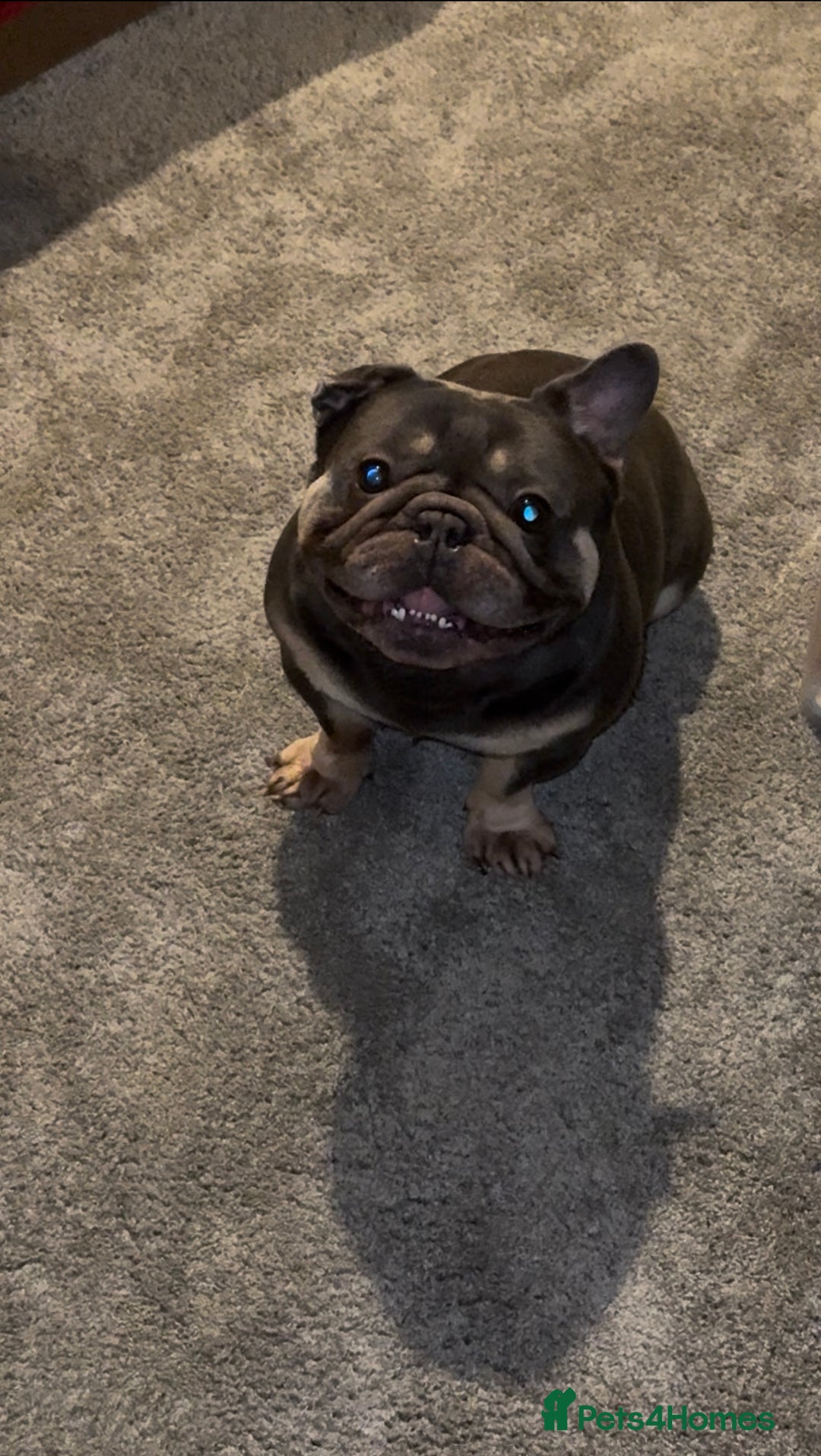 French Bulldog dogs for sale: Pure Pedigree Grey and Tan French bulldog  - Advert 1