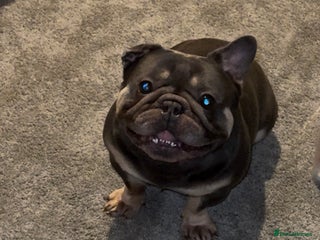 French Bulldog dogs Pure Pedigree Grey and Tan French bulldog - Advert 1