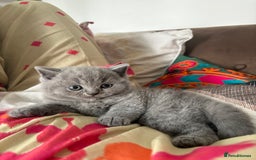 British Shorthair cats for sale: GCCF champion bloodline BSH blue kittens.  - Image 5
