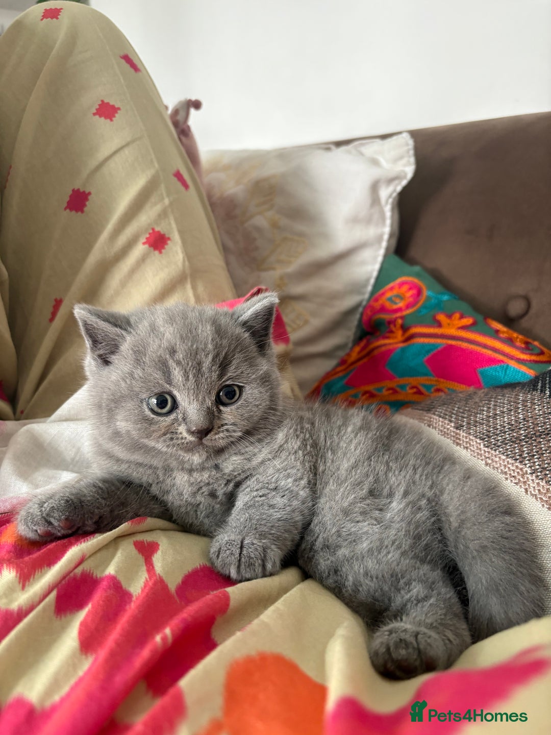 British Shorthair cats for sale: GCCF champion bloodline BSH blue kittens.  - Image 5