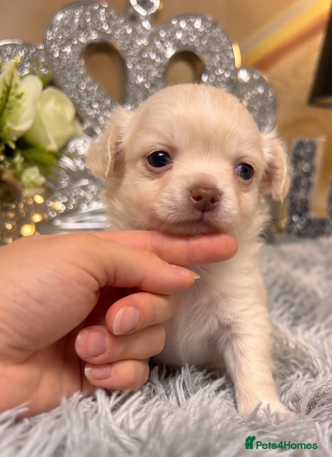 Chihuahua dogs for sale: Exclusive KC reg long coat Chihuahua boys  - Advert 37