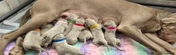 Weimaraner dogs for sale: Two gorgeous kc Weimaraner boys  - Advert 3