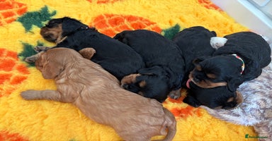 Cavalier King Charles Spaniel dogs - Advert 15