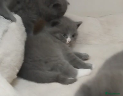 British Shorthair cats Fluffy British sorthair kittens available.  - Advert 2
