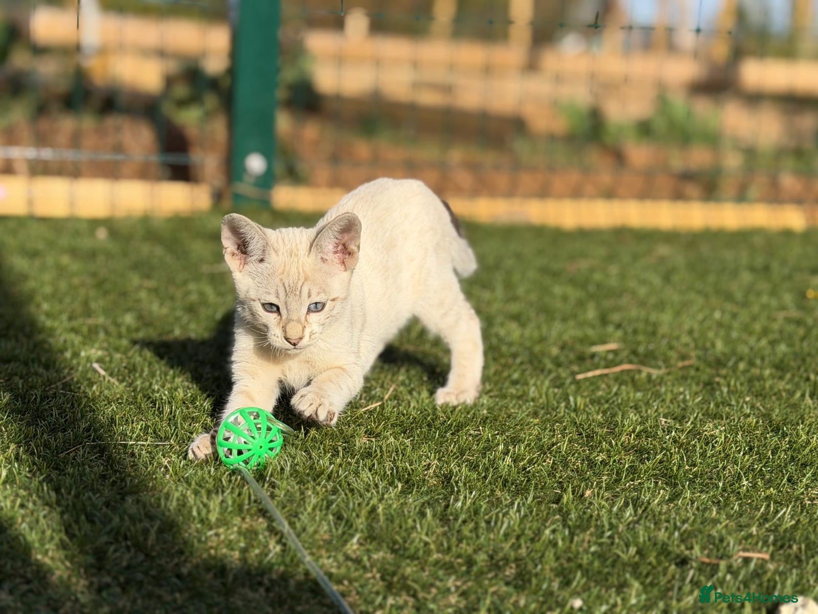 Savannah cats SBT SNOW & BST SAVANNAHS KITTENS - Advert 2