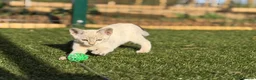 Savannah cats for sale: SBT SNOW & BST SAVANNAHS KITTENS - Advert 2