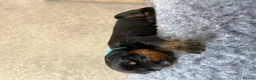 Dobermann dogs for sale: Outstanding Quality Dobermann puppies, KC REG - Advert 15
