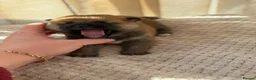 Japanese Shiba Inu dogs for sale: Japanese Shiba Inu Puppies Parents Health Tested - Advert 2
