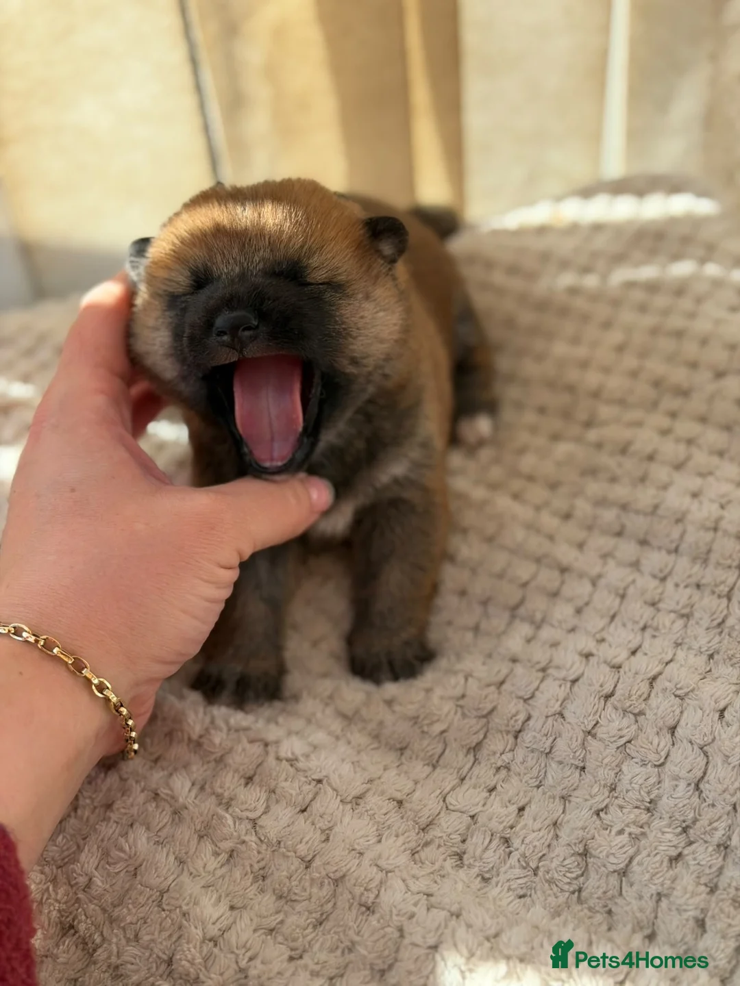 Japanese Shiba Inu dogs for sale: Japanese Shiba Inu Puppies Parents Health Tested - Advert 2