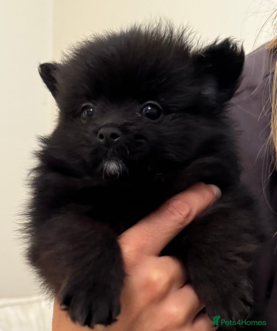 Pomeranian dogs for sale: 🐾 KC Registered Pomeranian Puppies 🐾 - Image 15