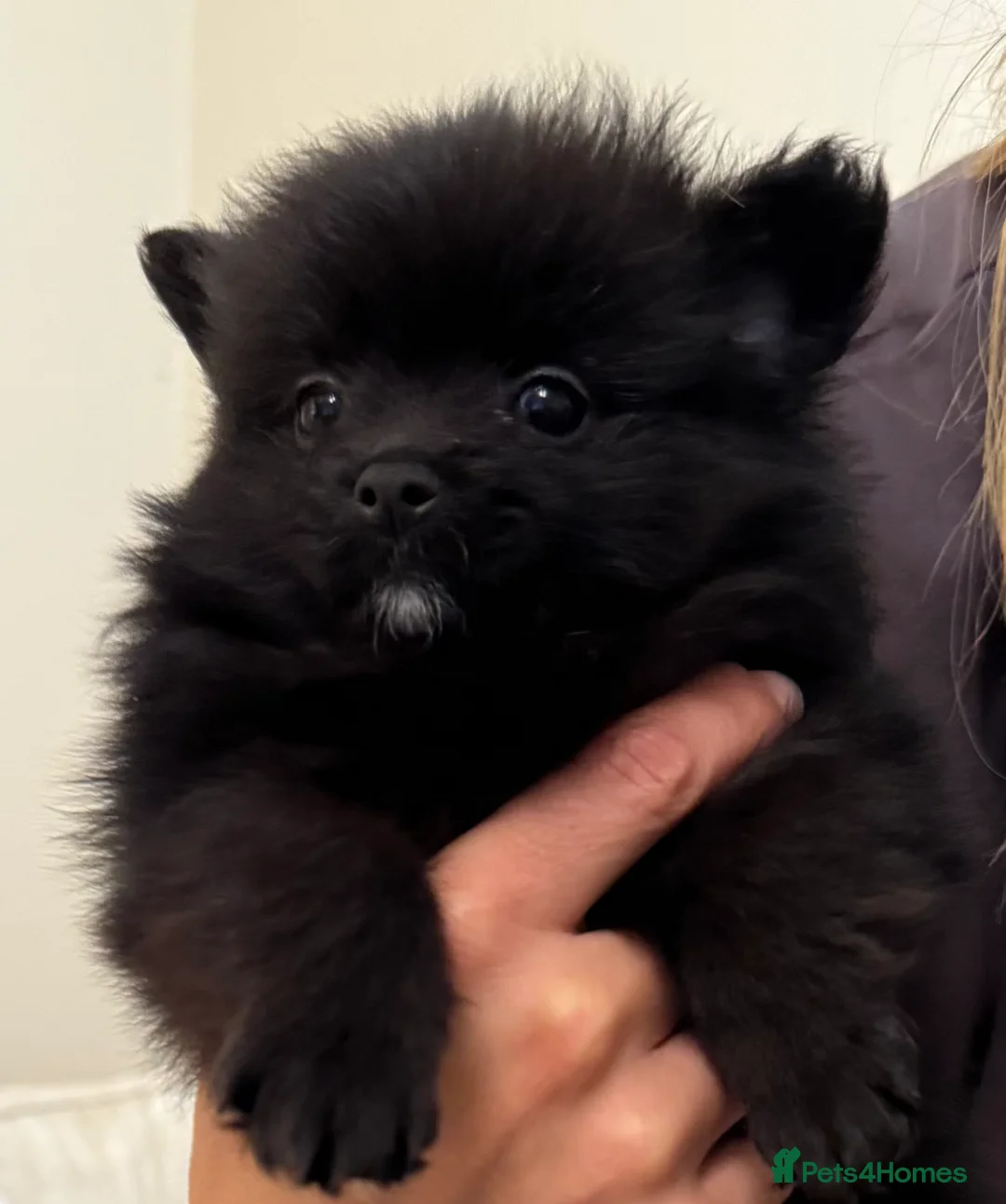 Pomeranian dogs for sale: 🐾 100% Pomeranian Puppies 🐾 - Advert 15