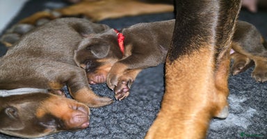 Dobermann dogs - Advert 7