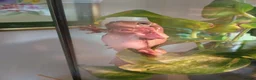Frog reptiles for sale: Blue Eyed Whites Tree Frogs - Advert 4