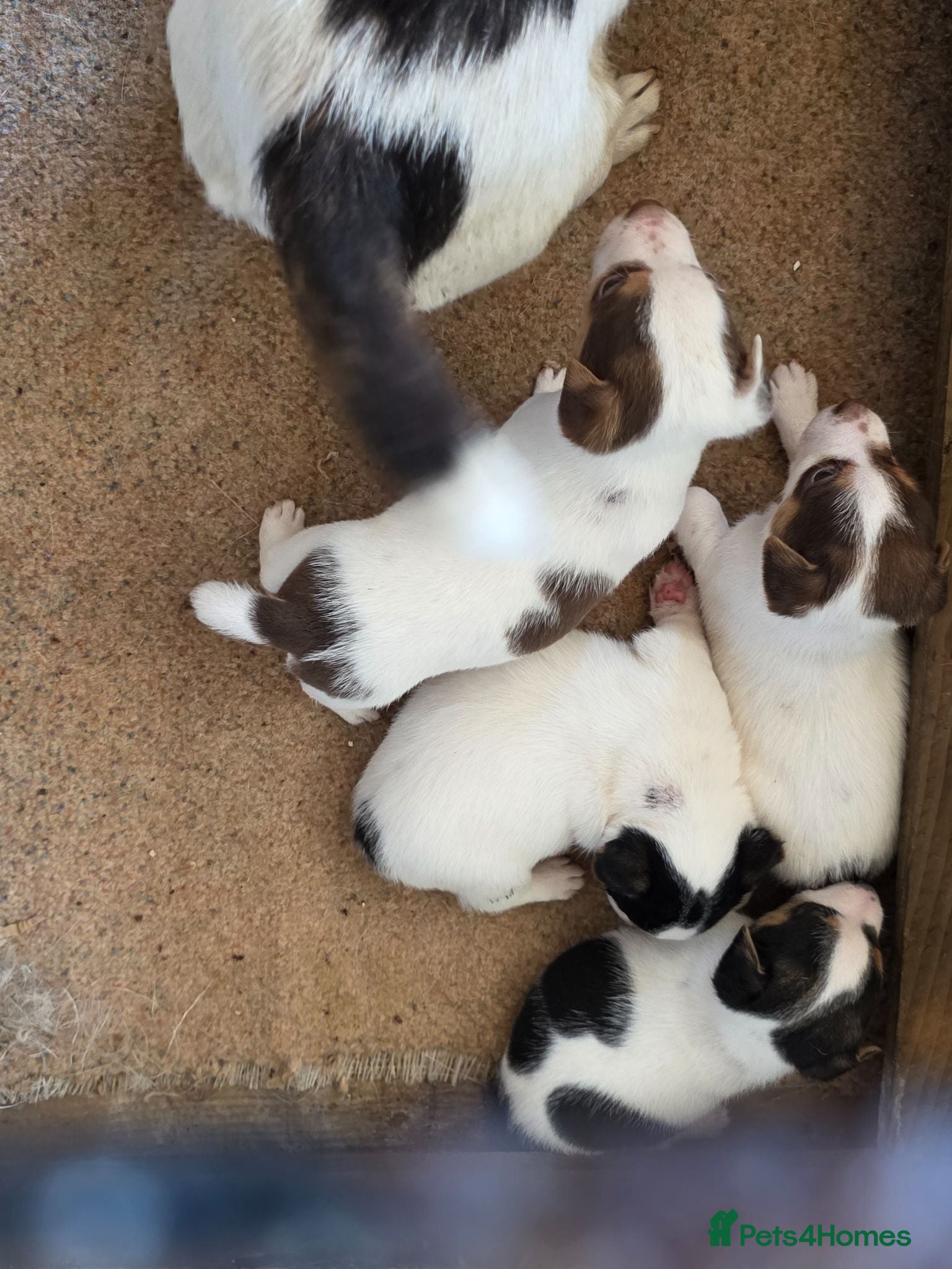 Jack Russell dogs Tri coloured Jack Russel puppies - Advert 3
