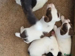 Jack Russell dogs Tri coloured Jack Russel puppies - Advert 3