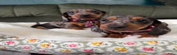 Miniature Dachshund dogs for sale: 6 cute miniature dachshund pupps available  - Advert 3