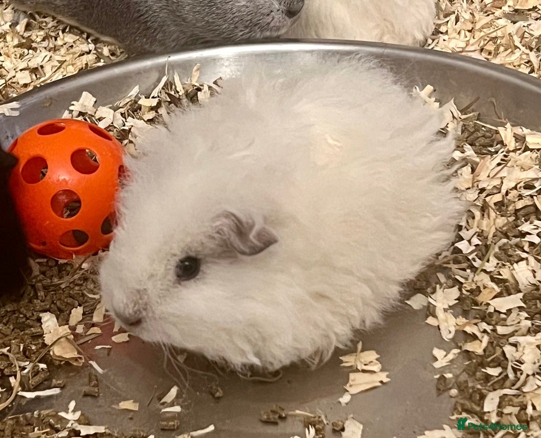 Guinea Pig rodents for sale: Texel, Lunkarya and Swiss boys available - Advert 2