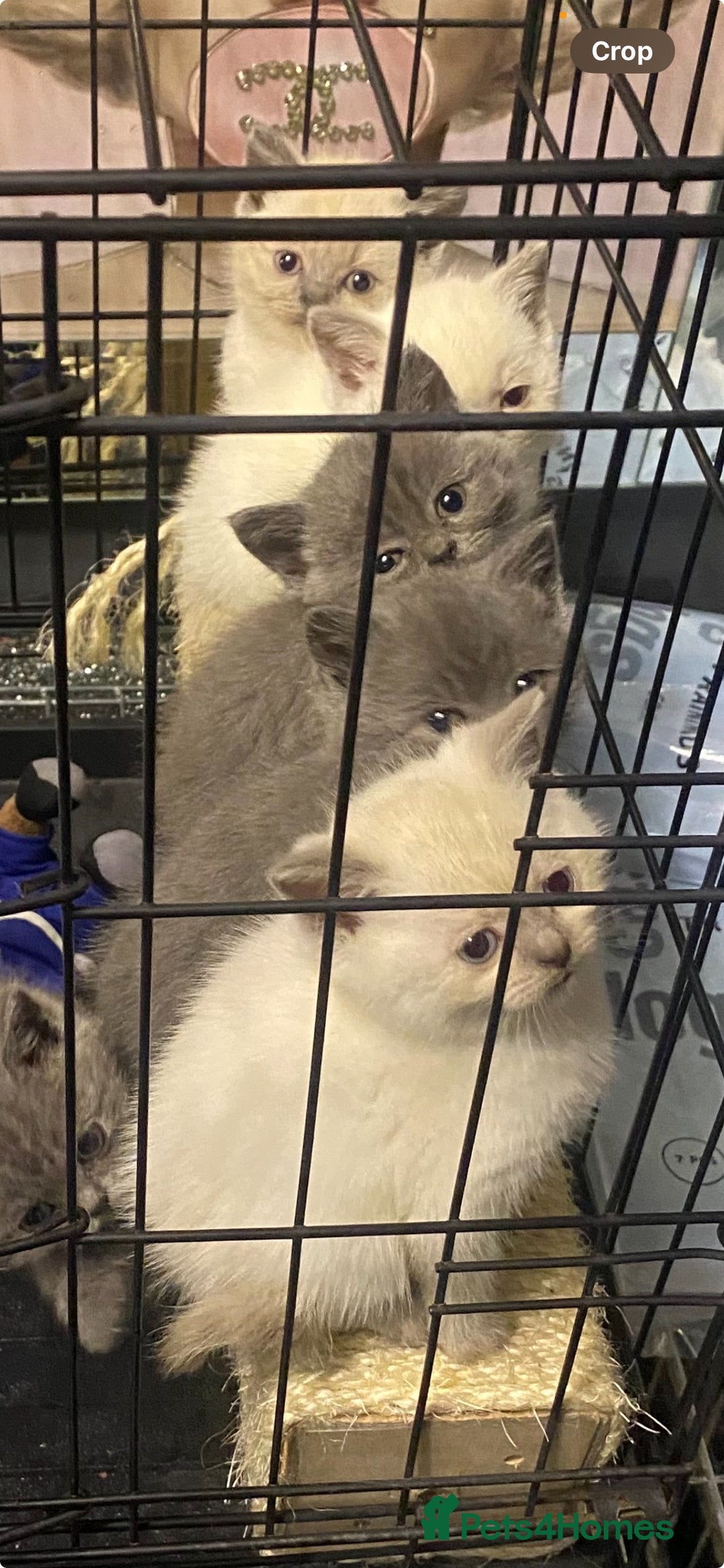 Ragdoll cats for sale: Ragdoll x British shorthair  - Image 4