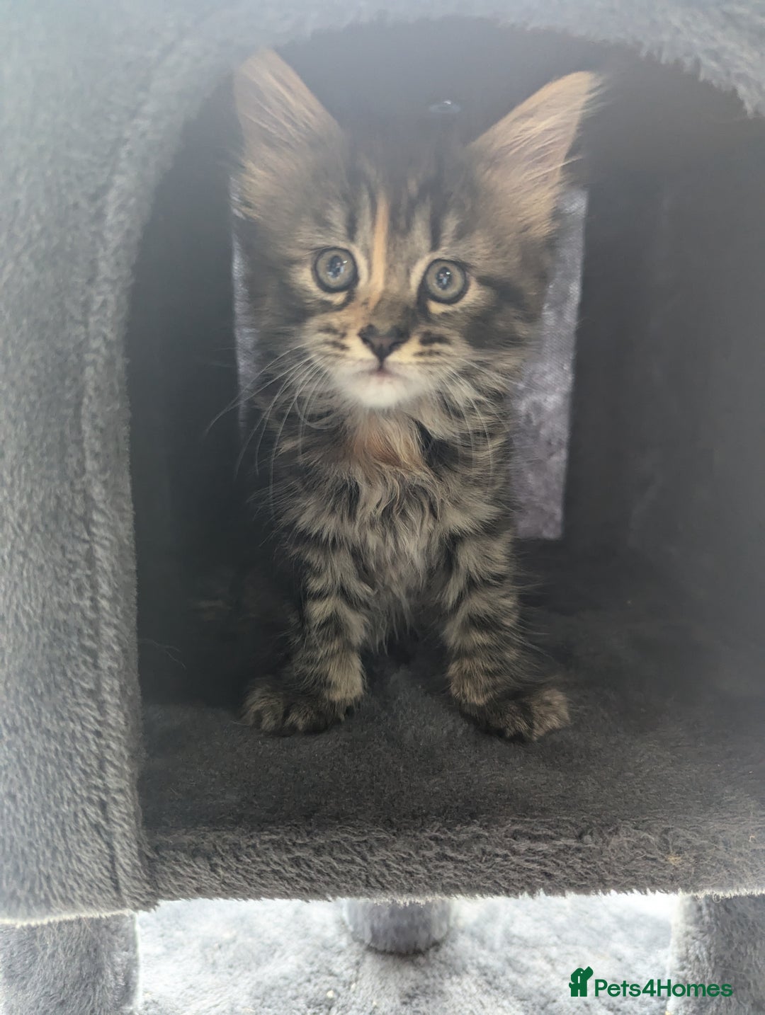 Maine Coon cats for sale: 3 gorgeous healthy full breed Maine coon kittens - Image 8