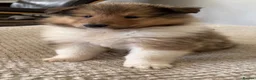Rough Collie dogs for sale: Friendly, Confident Sable/White Male Rough Collie  - Advert 4