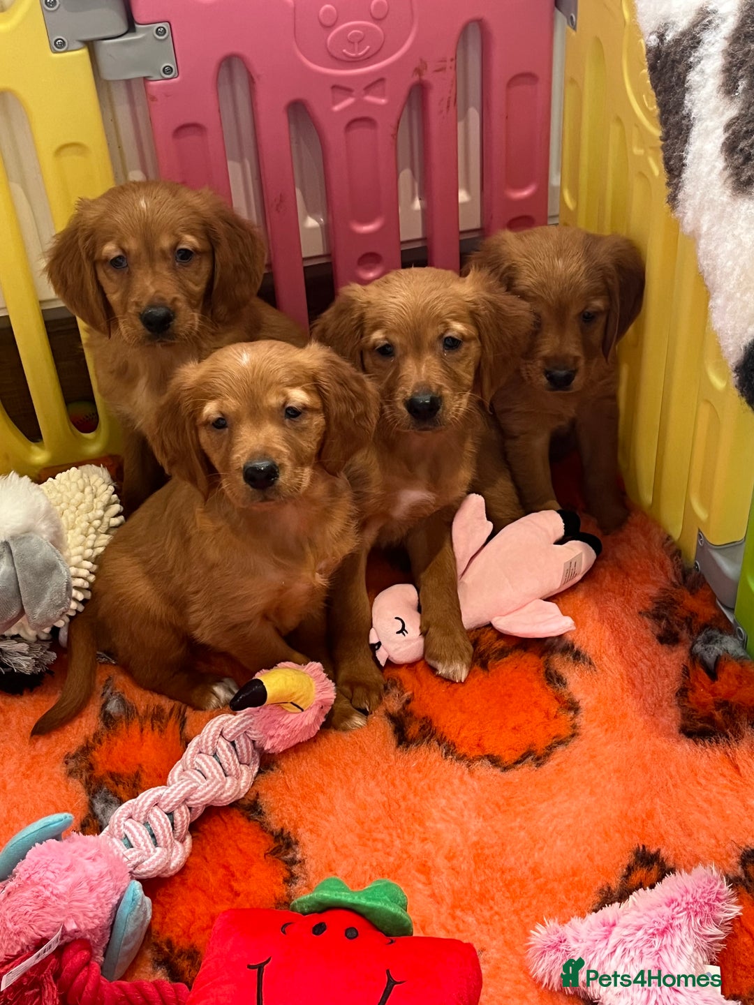 Golden Retriever dogs for sale: Fully health tested kennel club registered puppies - Image 22
