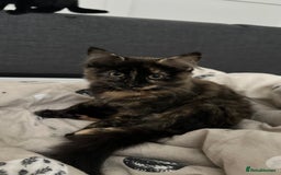 Domestic Shorthair cats for sale: 2 Female Sister Kittens.  - Image 3