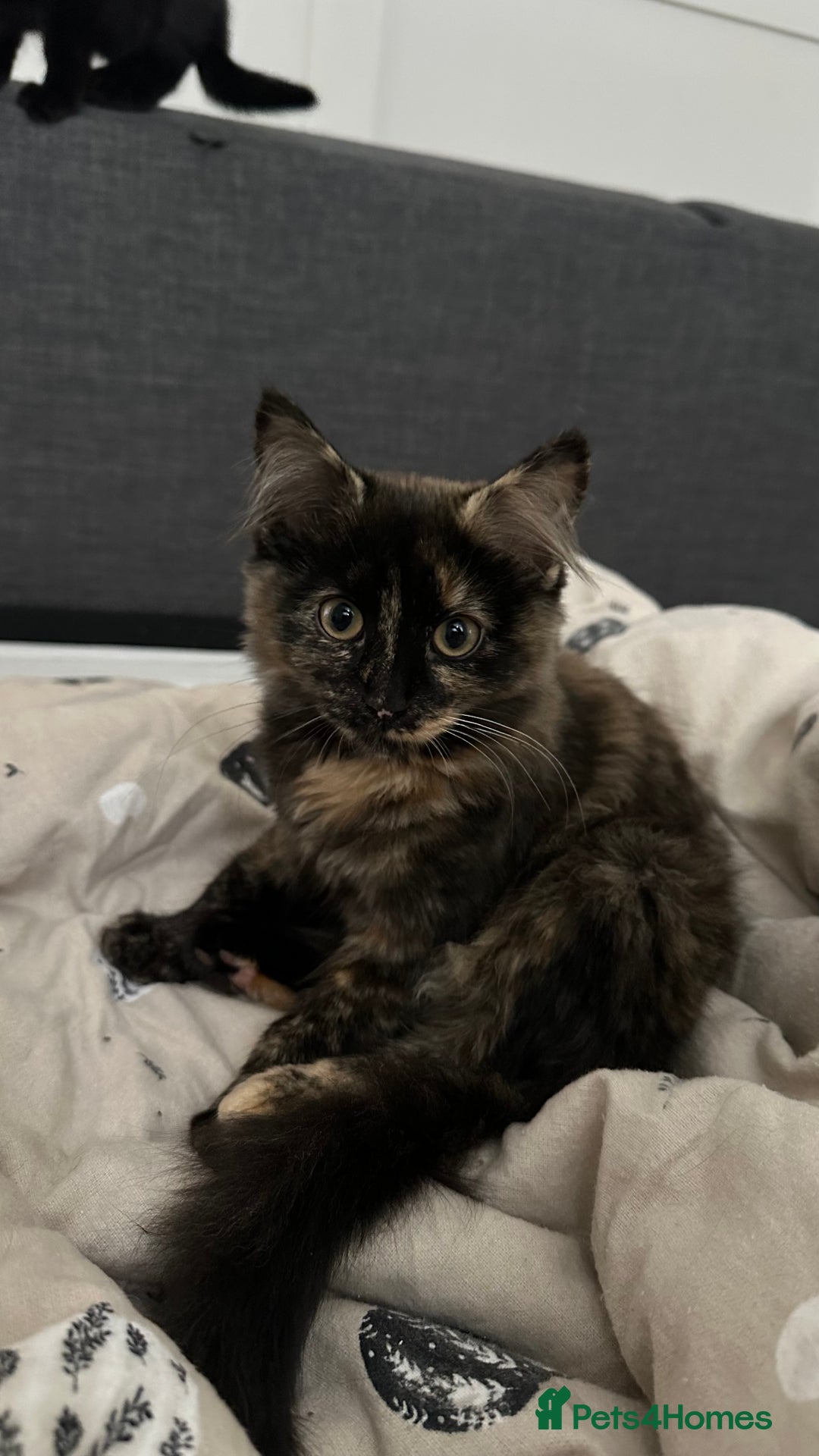 Domestic Shorthair cats for sale: 2 Female Sister Kittens.  - Image 3