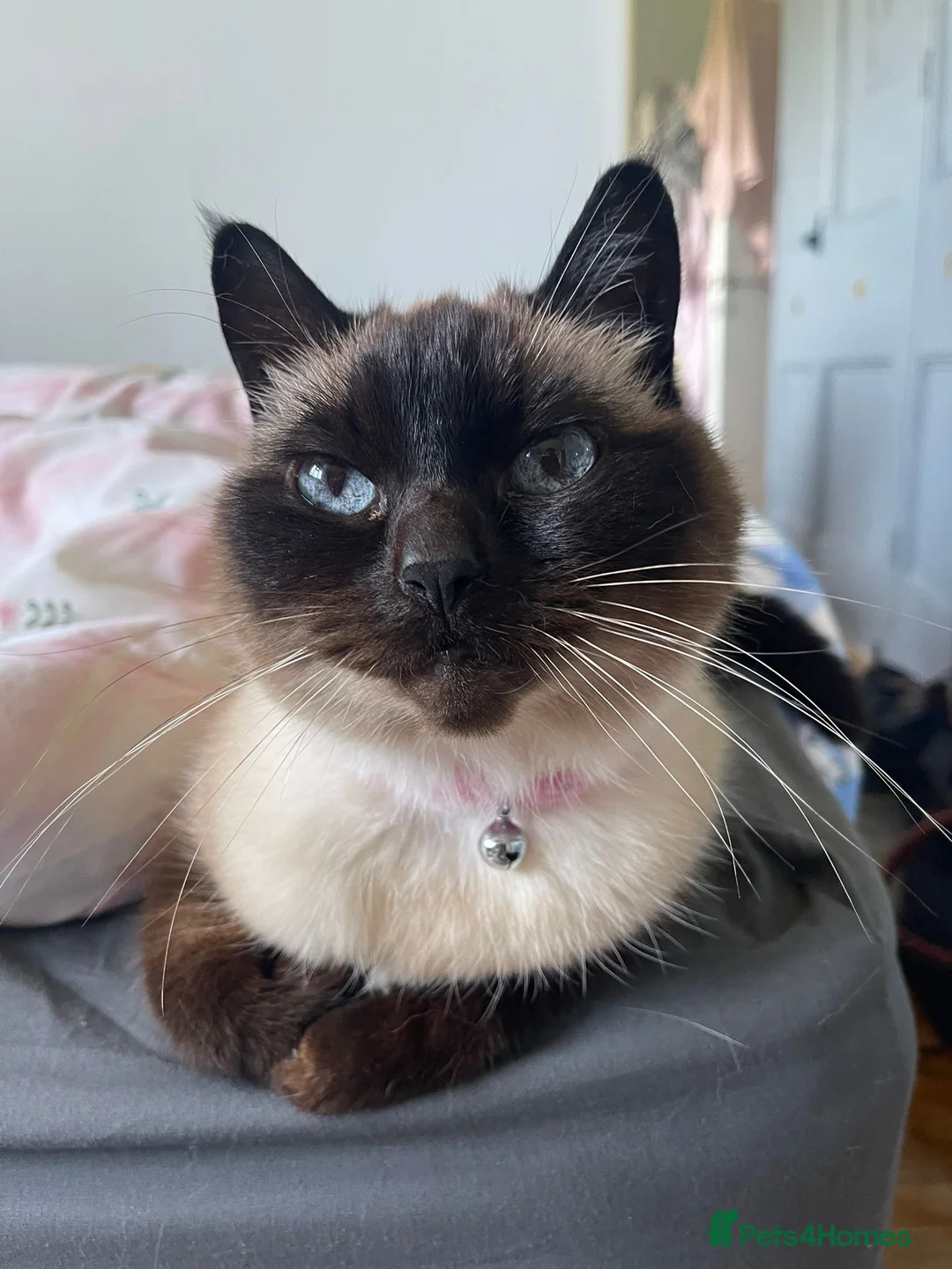 Siamese cats for sale: Layla  in Aylesbury - Advert 1