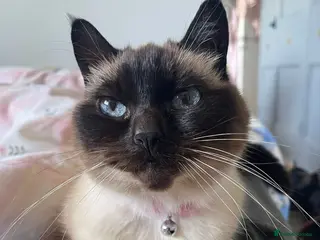 Siamese cats Layla - Advert 15