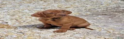 Hungarian Vizsla dogs for sale: Beautiful KC Registered Hungarian Vizsla Puppies  - Advert 6