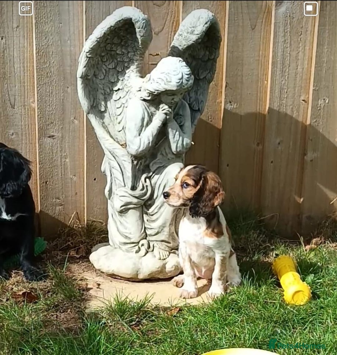 Cocker Spaniel dogs for sale: Ready Now Kc Reg Cocker Spaniel Puppies  - Image 10
