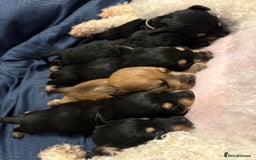 Mixed Breed dogs for sale: Doxie poo puppies - Image 32