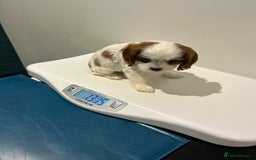 Cavalier King Charles Spaniel dogs for sale: Blenheim cavalier King Charles puppies - Image 19