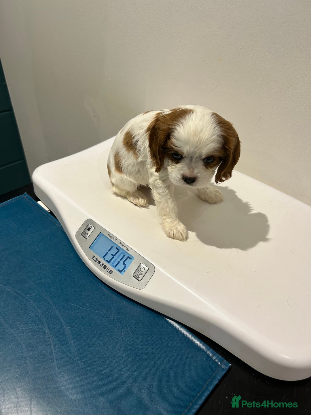 Cavalier King Charles Spaniel dogs for sale: Blenheim cavalier King Charles puppies - Image 19