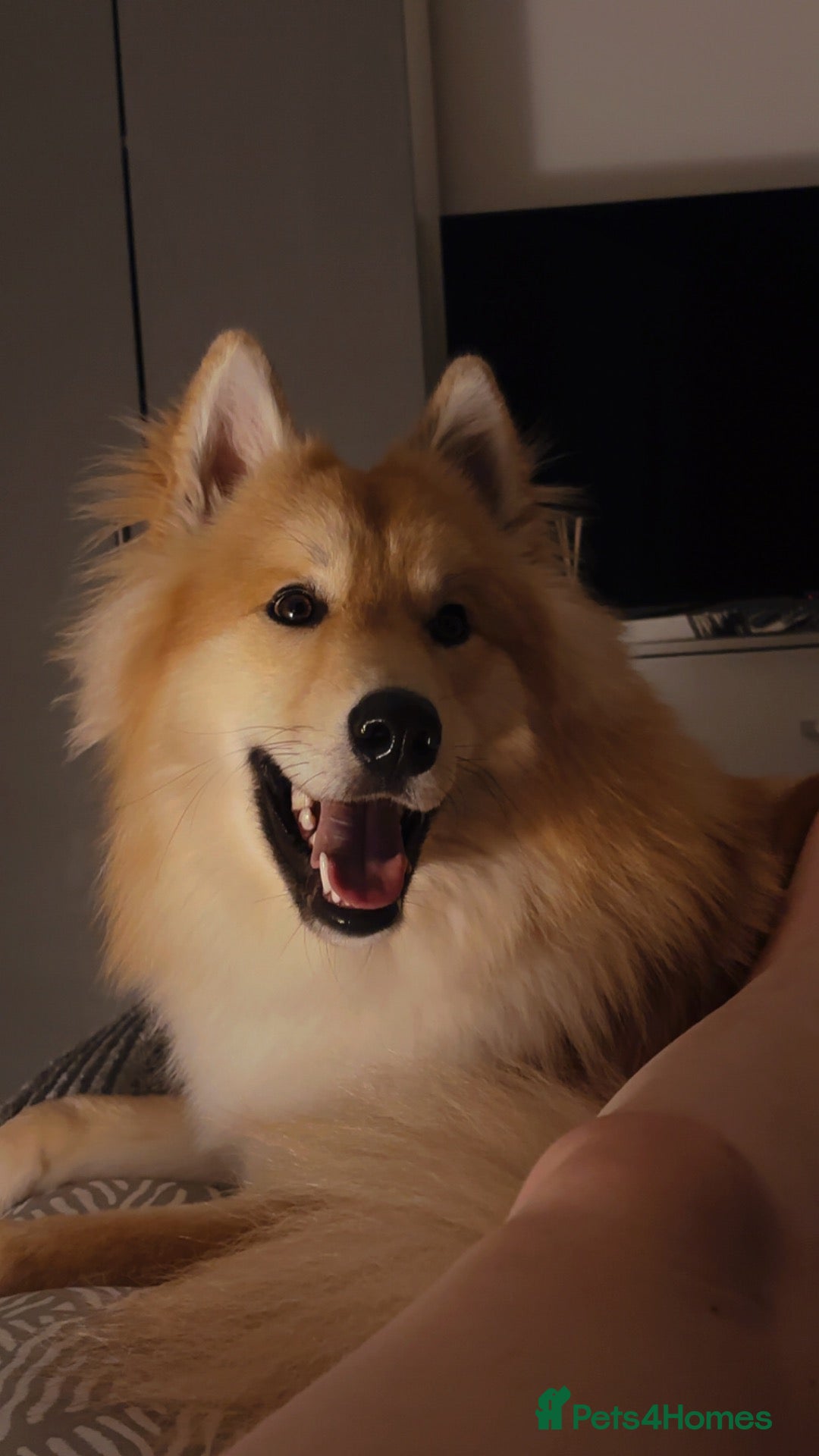 Mixed Breed dogs Male (koda) - Advert 1