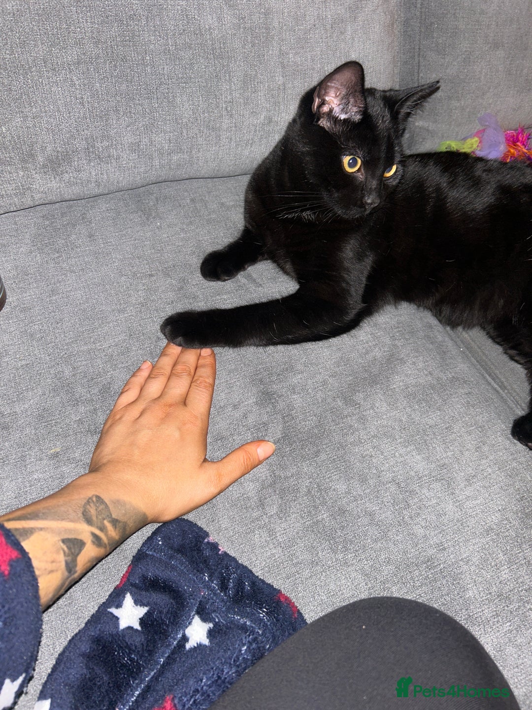 Mixed Breed cats for sale: Simba and rafiki  - Advert 2